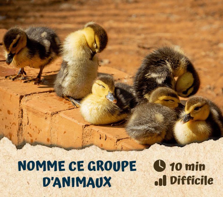 Nomme ce groupe d’animaux